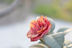 ʢ����ɽ�軨