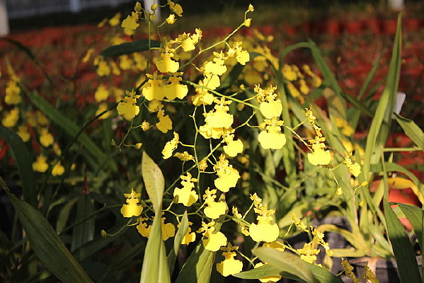 һ������