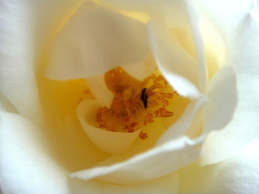 ��滨õ�廨��