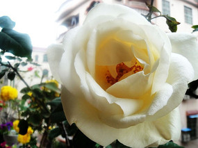 ���ŵĻ�õ��