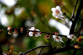 �����÷��