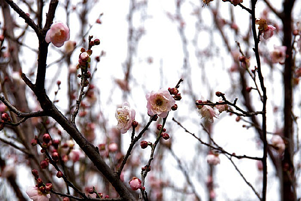 �������ŵ�ӭ����