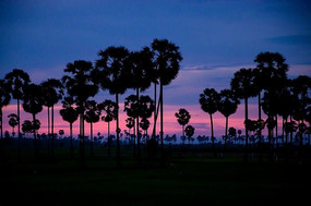 ����կ�������