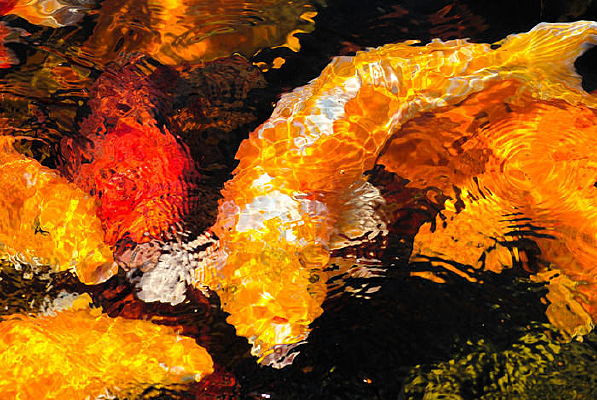 ��ɫ������