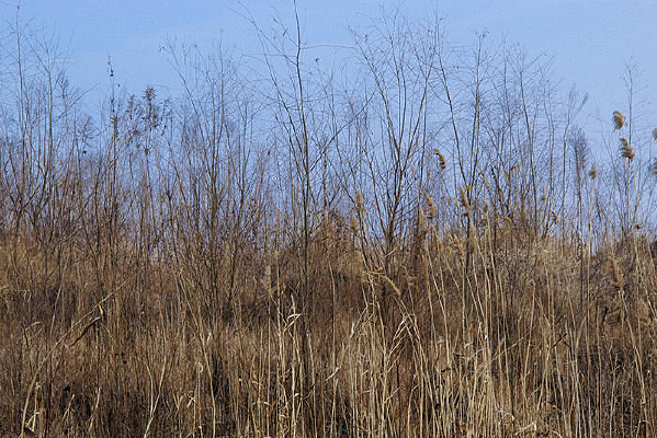 ������«έ