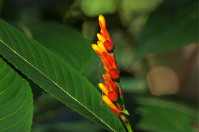 �컨һ������Ҷ