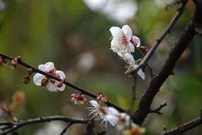 �����µ�ӭ����