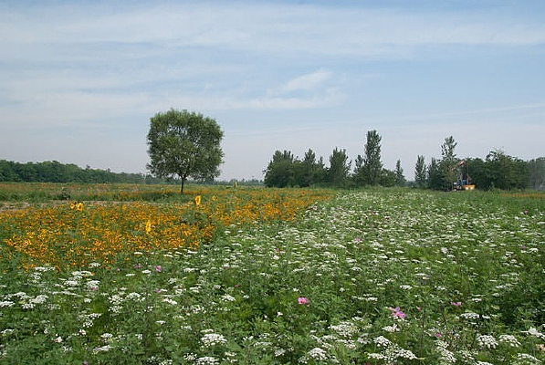 ��ɫ���ĺ���