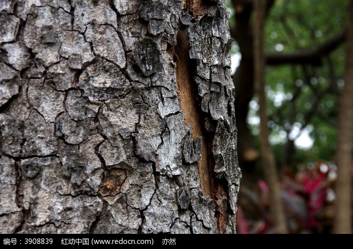 树皮裂纹爆皮