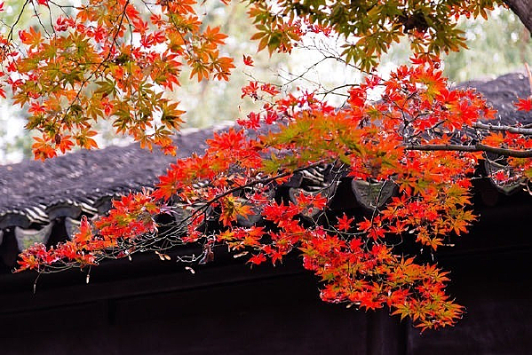 ԰������