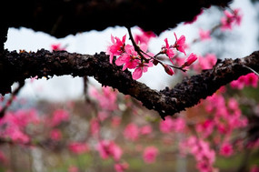 ����ӭ��