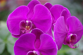 ��ɫ����