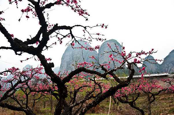 ����С�䵱