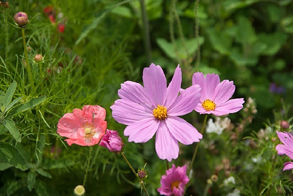 ��˹�յĻ���