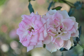 ʢ���ķ�õ��