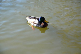 ����Ѽ��