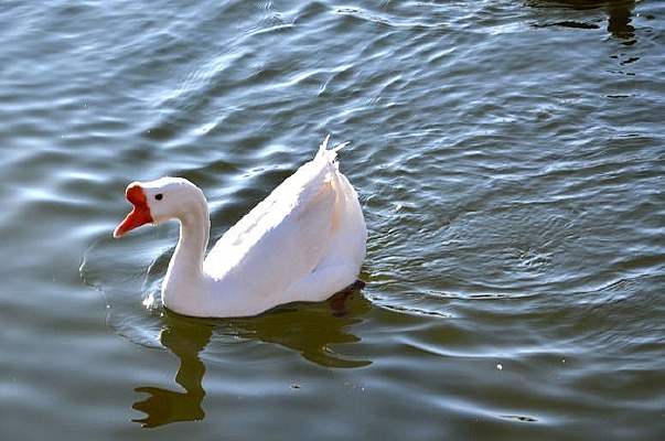 �����׶�