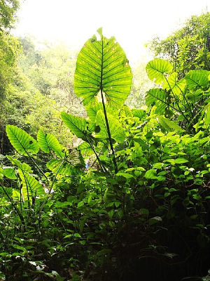 ��ɽ���ʹ�԰