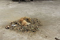 ˯���ĳ��ﹷ