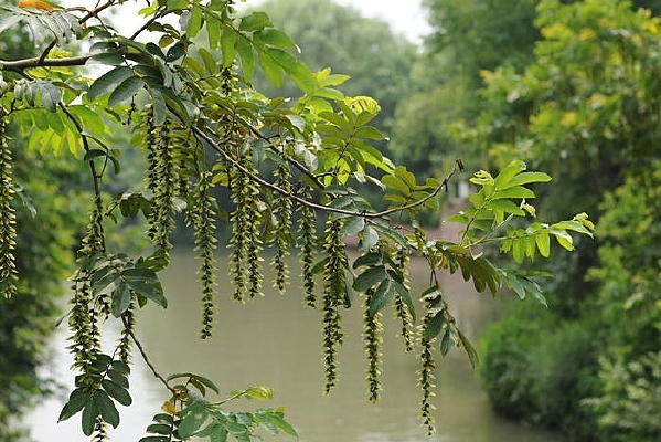 һƬ��ɫ�ݵ�