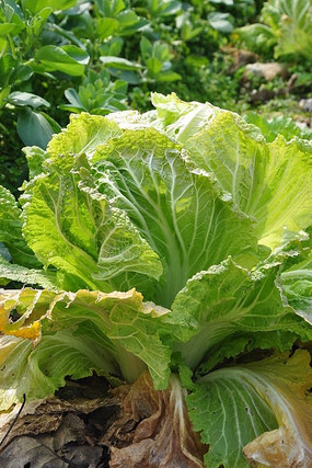 �����İײ�