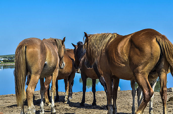 �����߲�ԭ