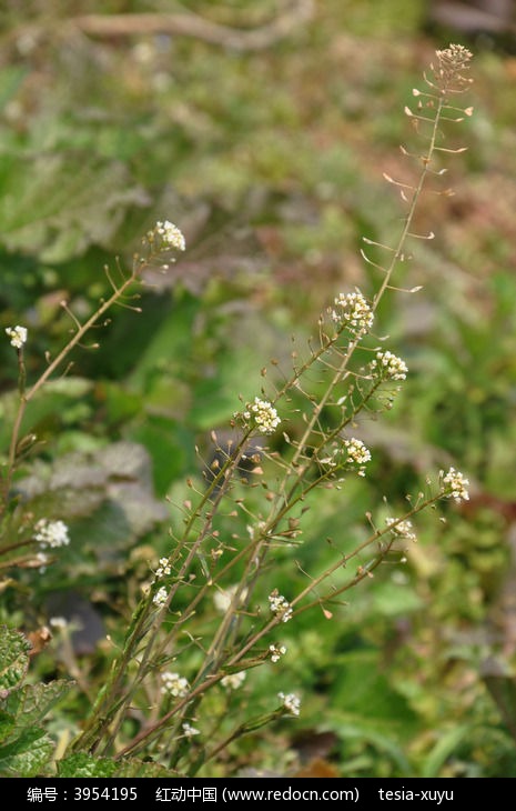 草丛中生长的细米菜