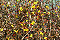 ����ӭ����