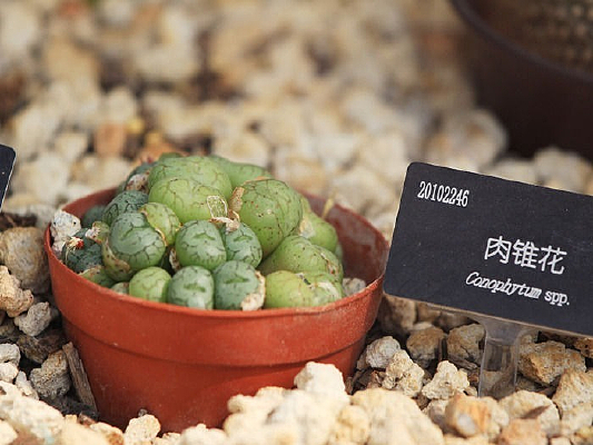 ������׶��