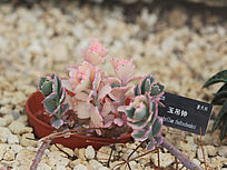 ���Ͷ���ֲ��