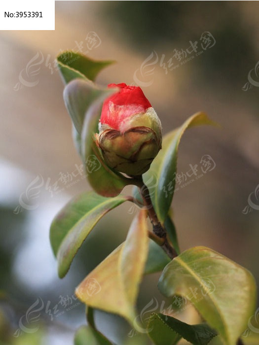 茶花刚长的花苞图片图片