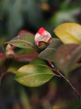 山茶花花苞