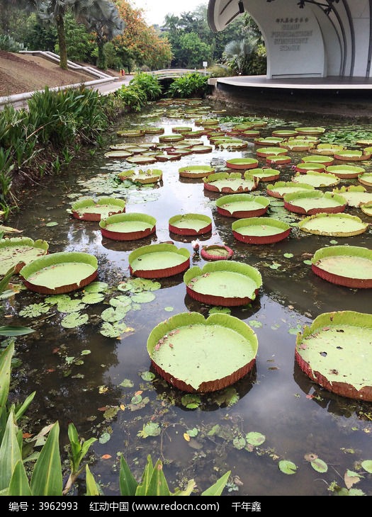 50种水生植物(常见50种水生植物)