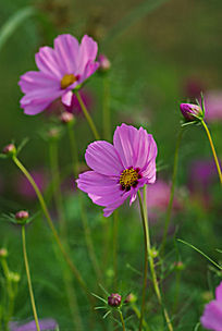 ���ز�˹��