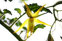 ������Ҷ