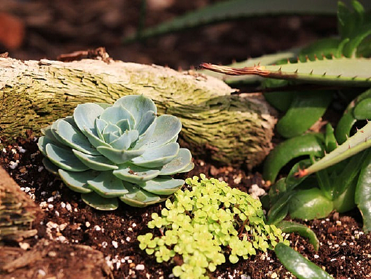 ��������ֲ�ﻨ��