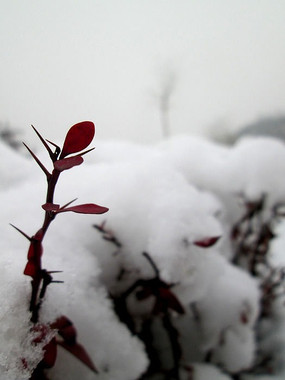 �躮���Կ�