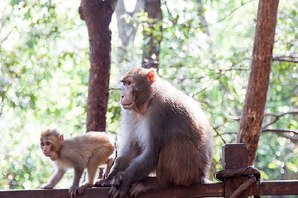 �ն�ɭ�ֹ�԰