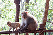 ɭ�ֹ�԰����