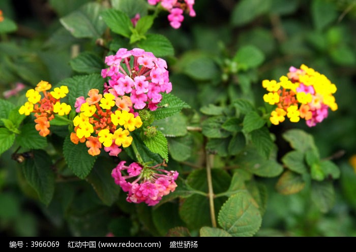 植物七彩花的功效图片