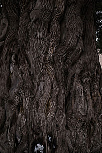 ������Ƥ