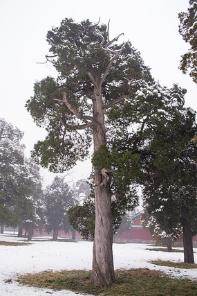 ��̳��԰������