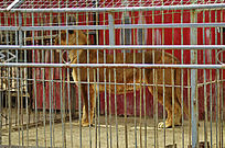 ����ʨ��