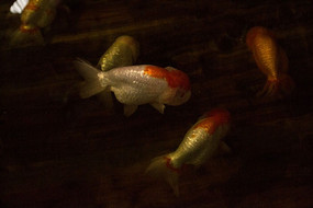 ��ͨ����