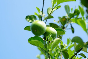 �����׹�