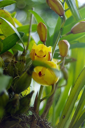 ������ͷ��