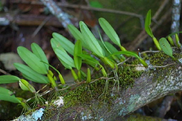 ����ʯ��