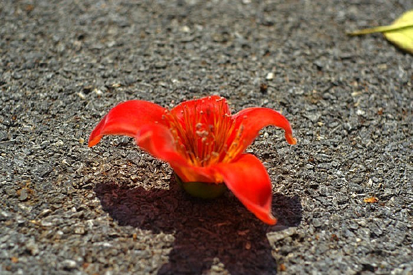 ����ľ�޻�