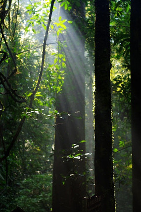 ԭʼɭ�ֹ���