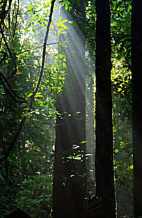 ԭʼɭ�ֹ���